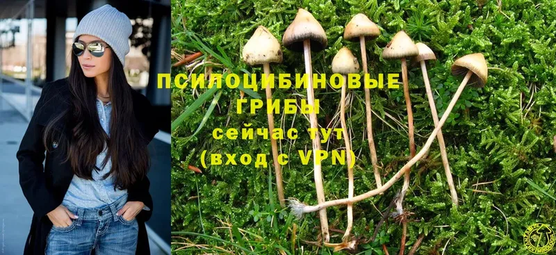 Галлюциногенные грибы Psilocybe  где купить наркоту  Ишим 